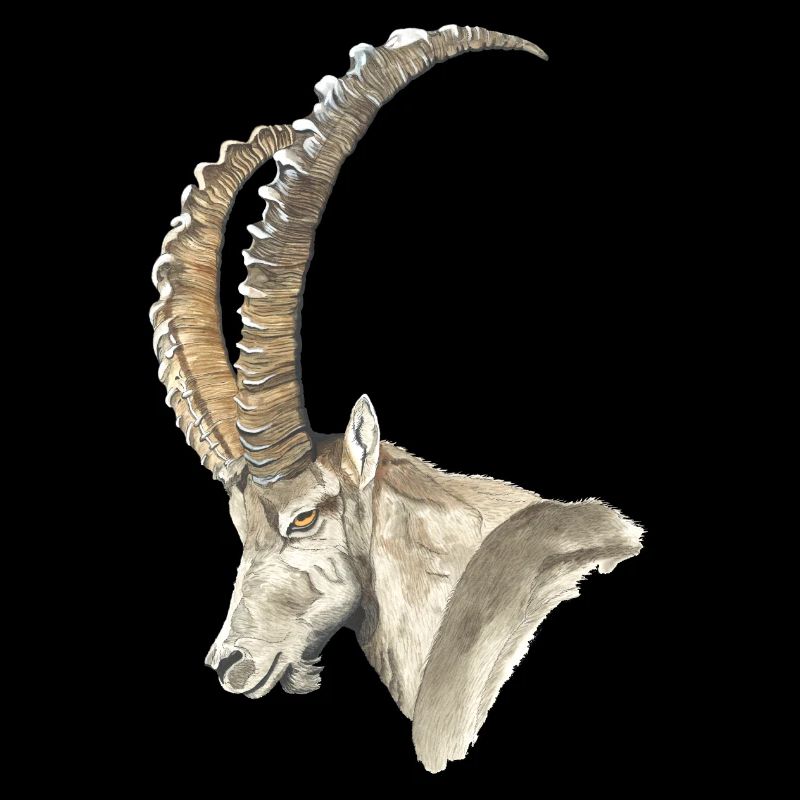 Steinbock solo