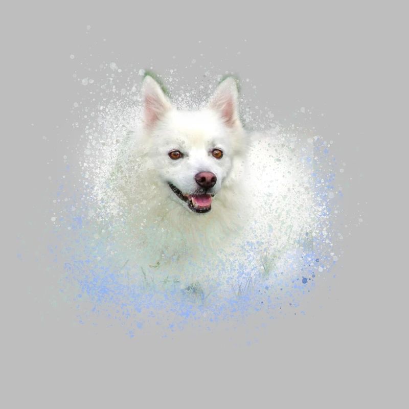 spitz,hund,graffiti,malerei,zwergpsitz