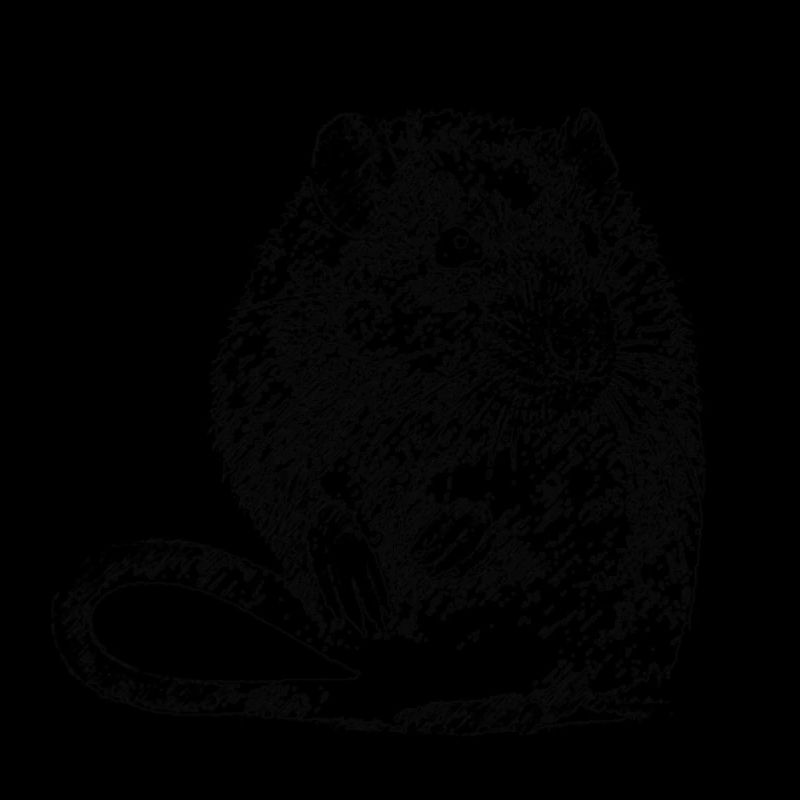 ratte