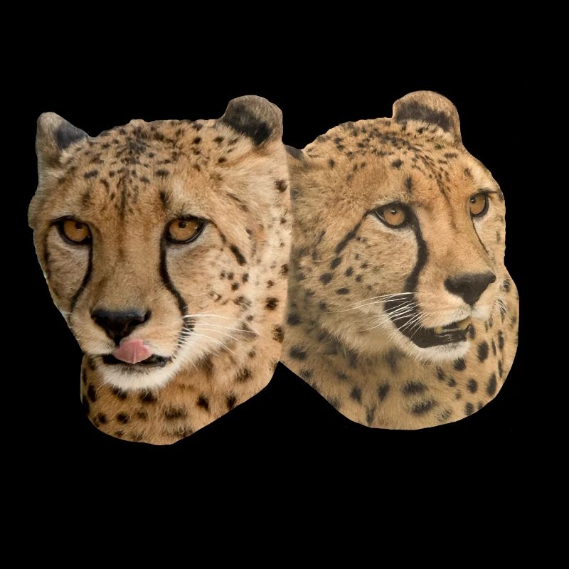 Cheetah Head, Front, Side, Natural