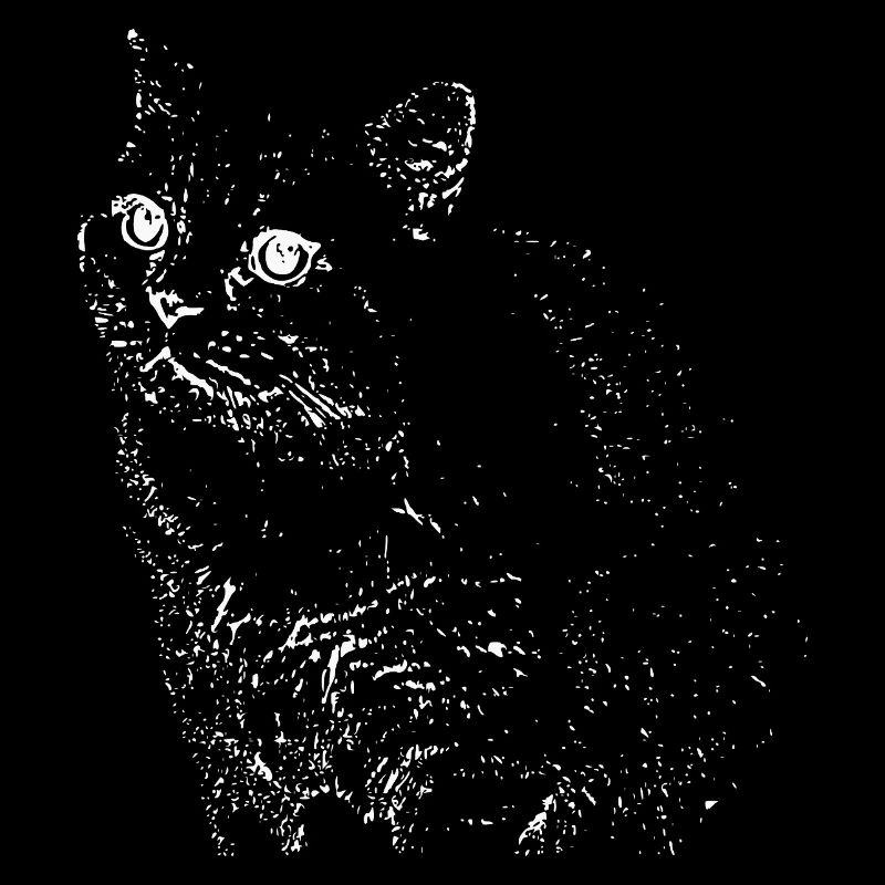 British Shorthair Chat Blanc Chat Chat Blanc Chaton