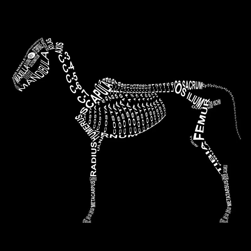 Pferde-Skelett