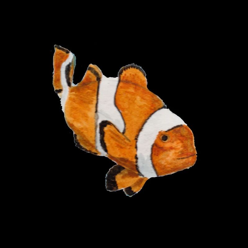 Clown fish