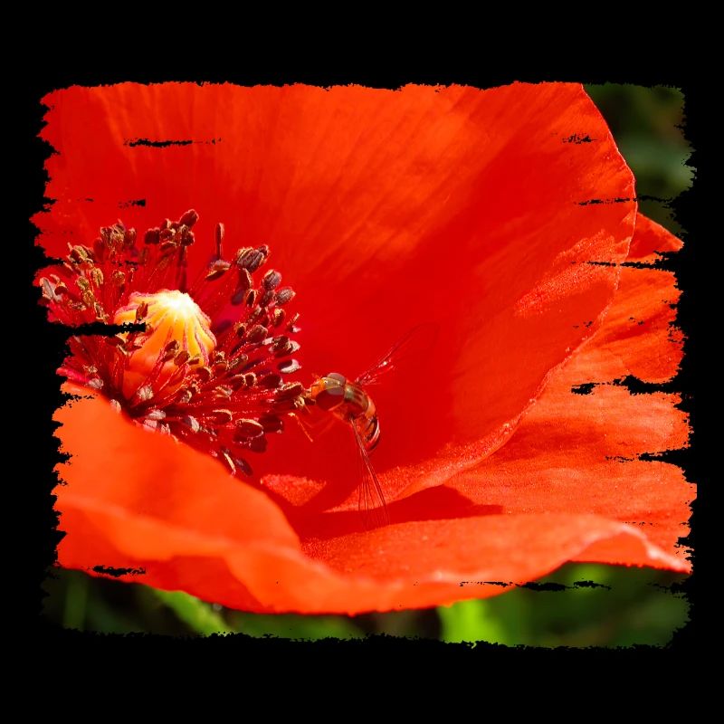 Wild bee feasts on poppy blossom