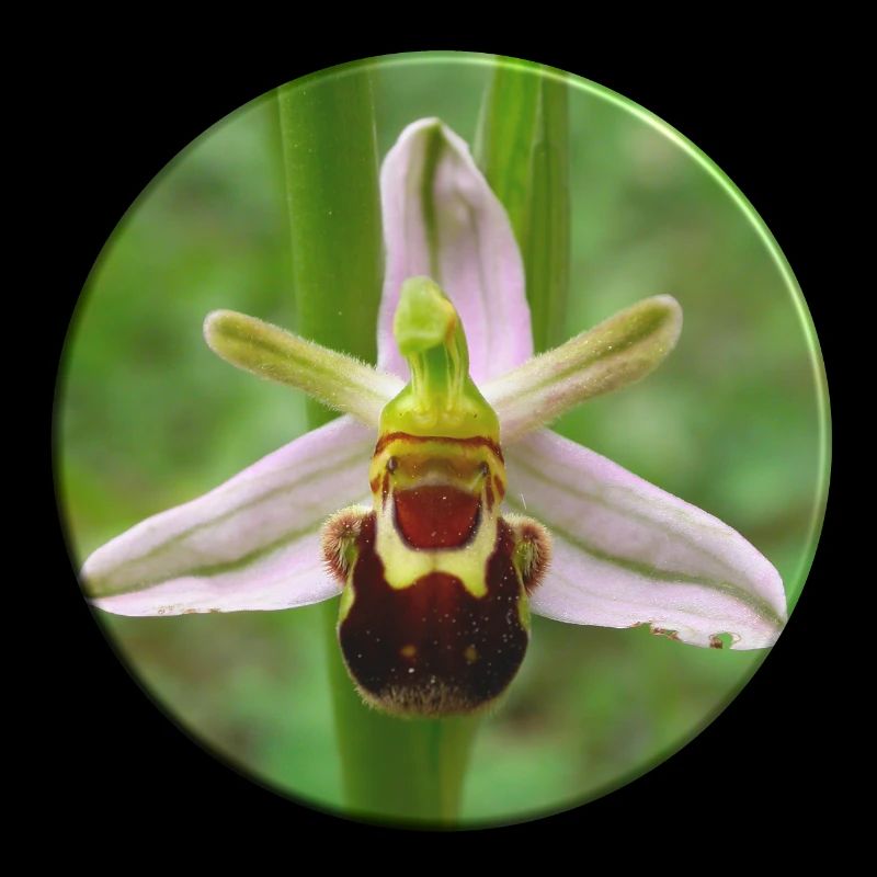 Die Bienenragwurz ist eine heimische Orchidee