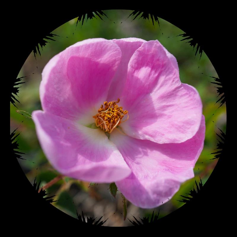 Die Hagebutte wird auch Hundsrose genannt