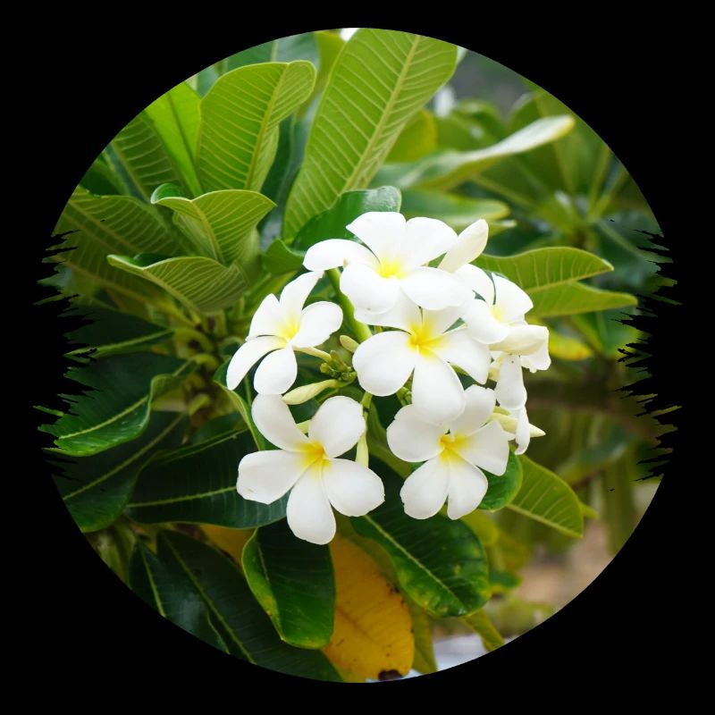 Plumeria est une fleur exotique et parfumée