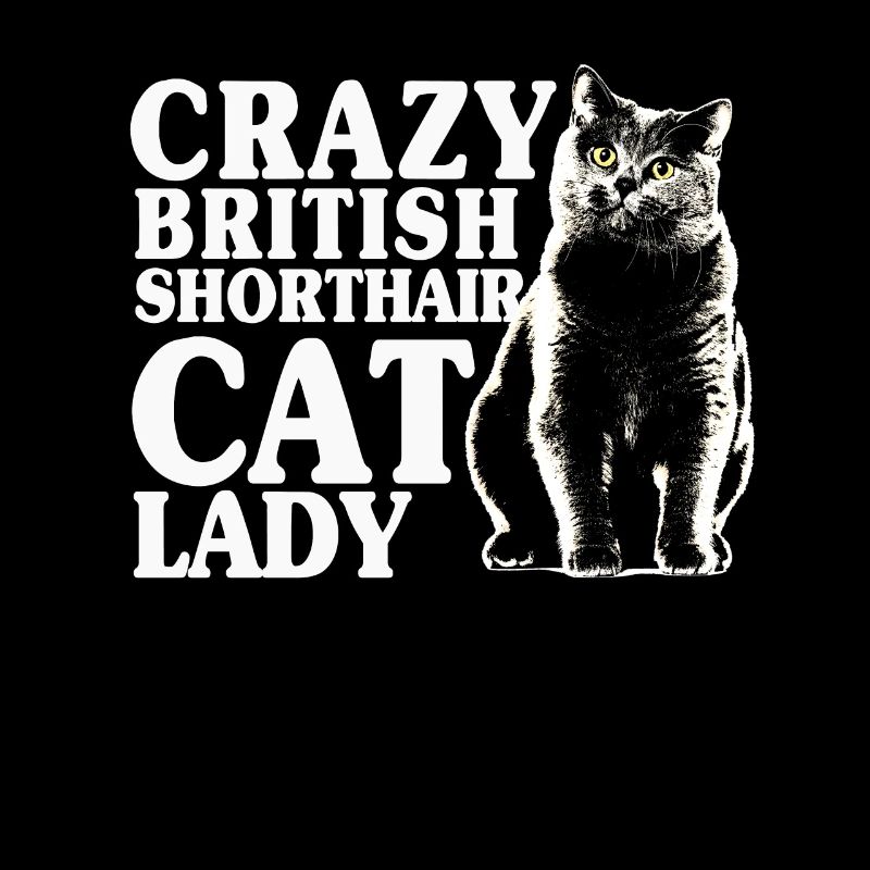 Britische Kurzhaar Katzen Lady