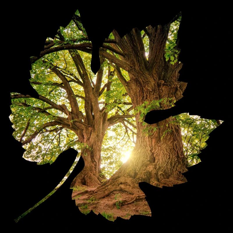 forest 24 in leaf