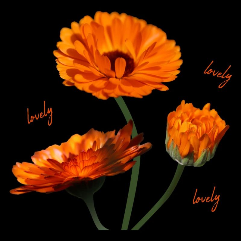 Ringelblumen Ringelblume orangene Blumen