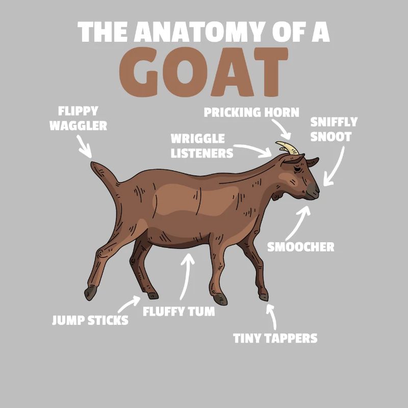 Explication de l’anatomie d’une chèvre mignonne