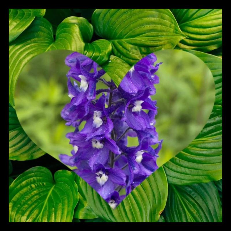 Cœur d’orchidée violette sur feuilles vertes