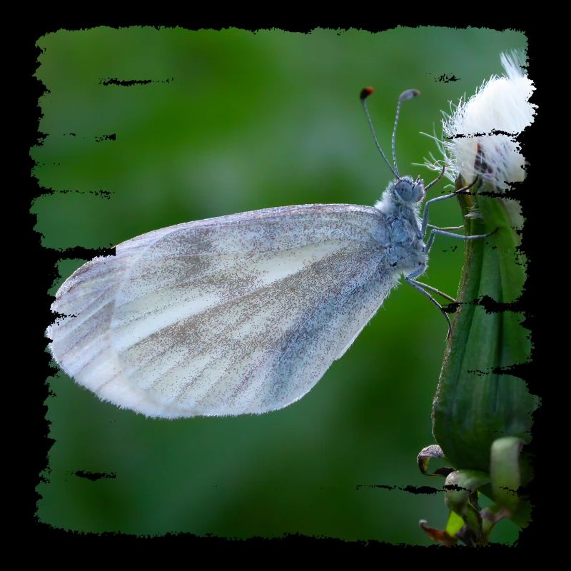 Papillon reposant sur un chardon
