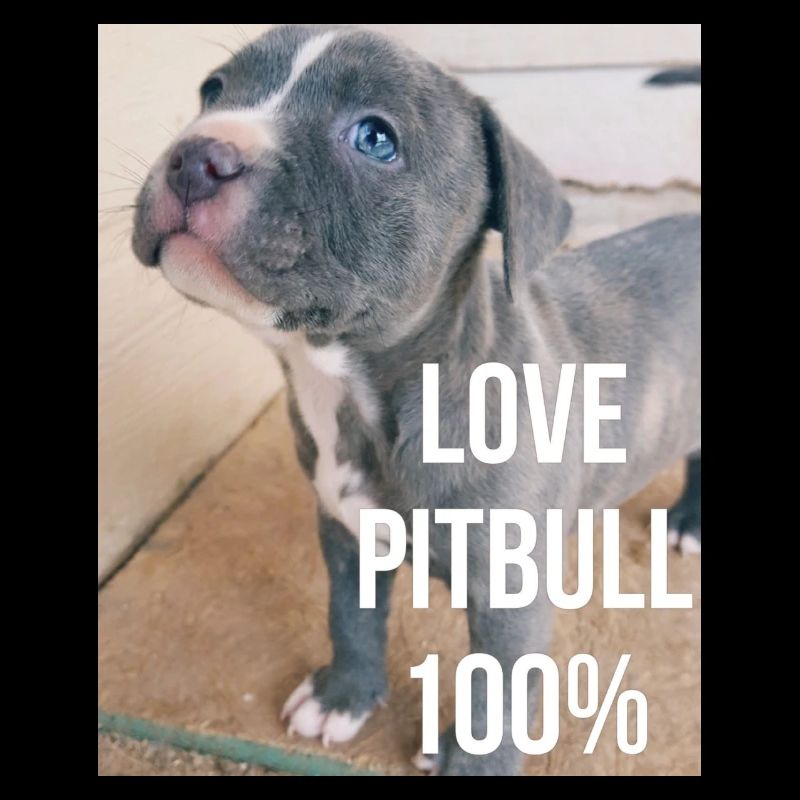 Pitbull Love