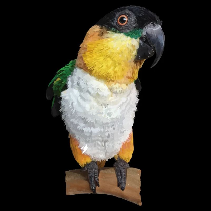 The black-headed caique