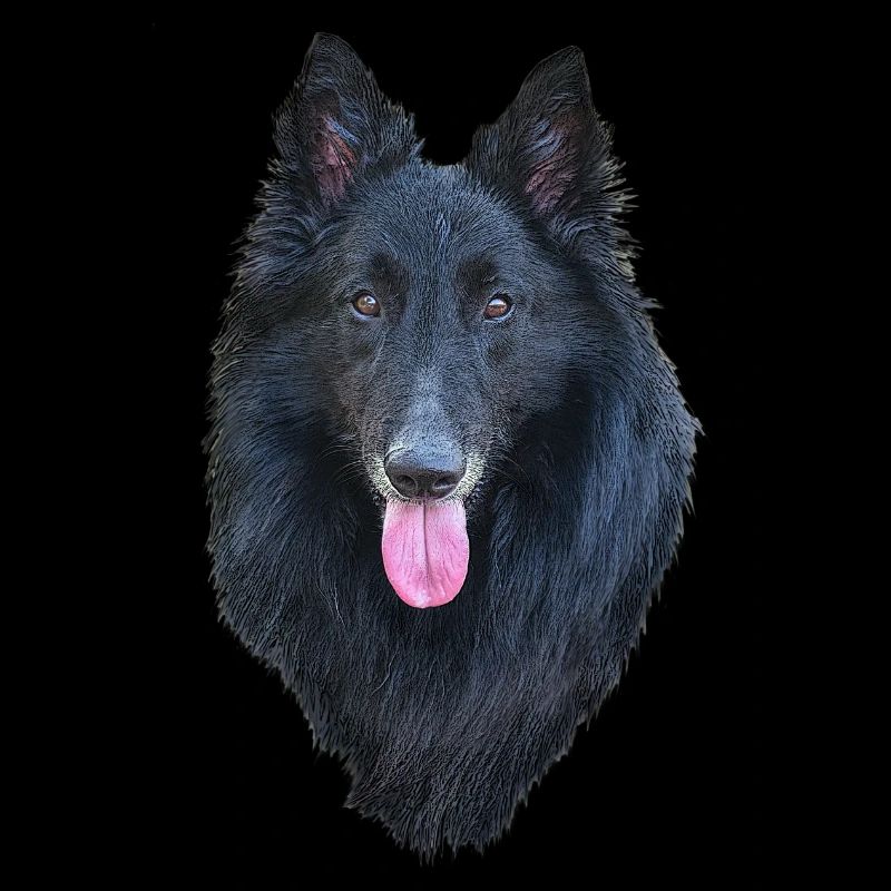 Belgian Shepherd Groenendael