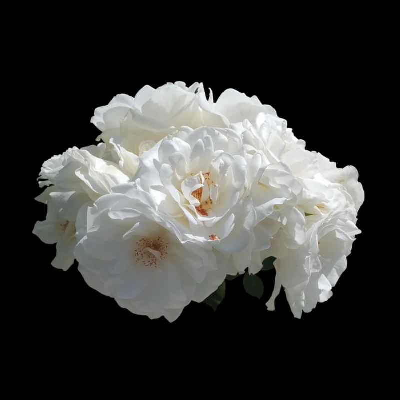 Rosier blanc