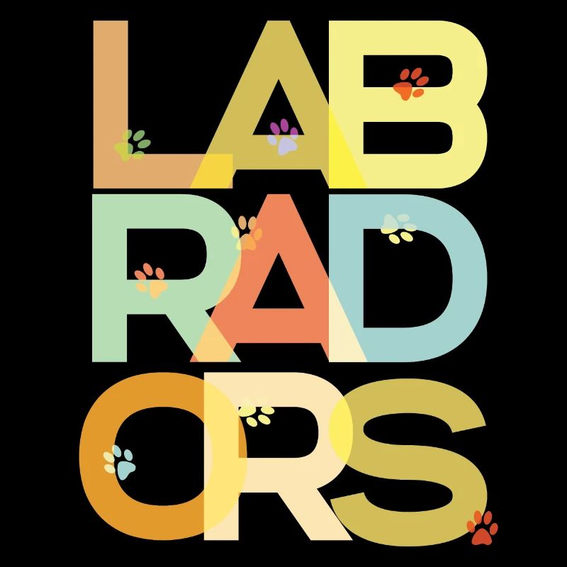 Labrador Chien Labradors