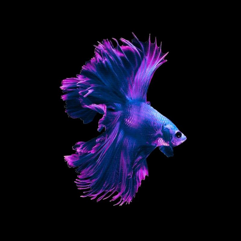 Betta Splendens Betta's Siamese Fighting Fish
