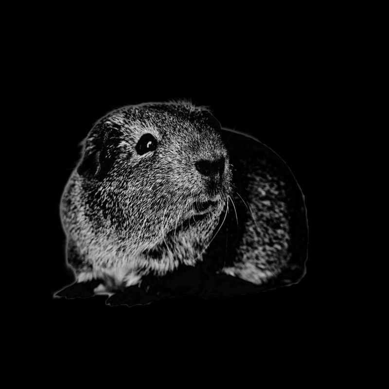 Guinea pig