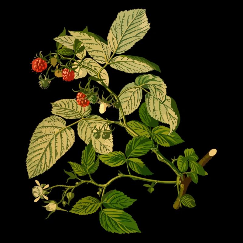 herbes thym romarin persil origan aneth