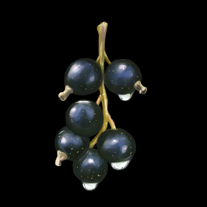Vie de cassis