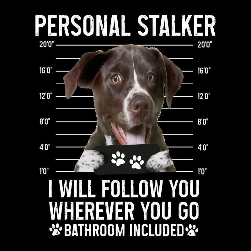 Personal Stalker, Dog, German Shorthaired Pointer