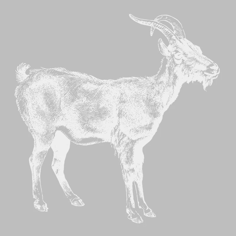Chèvre blanche