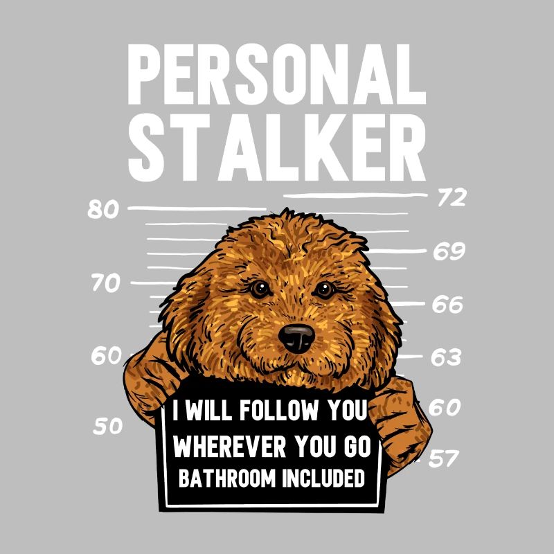 Cavapoo Cavoodle Capoodle Hund