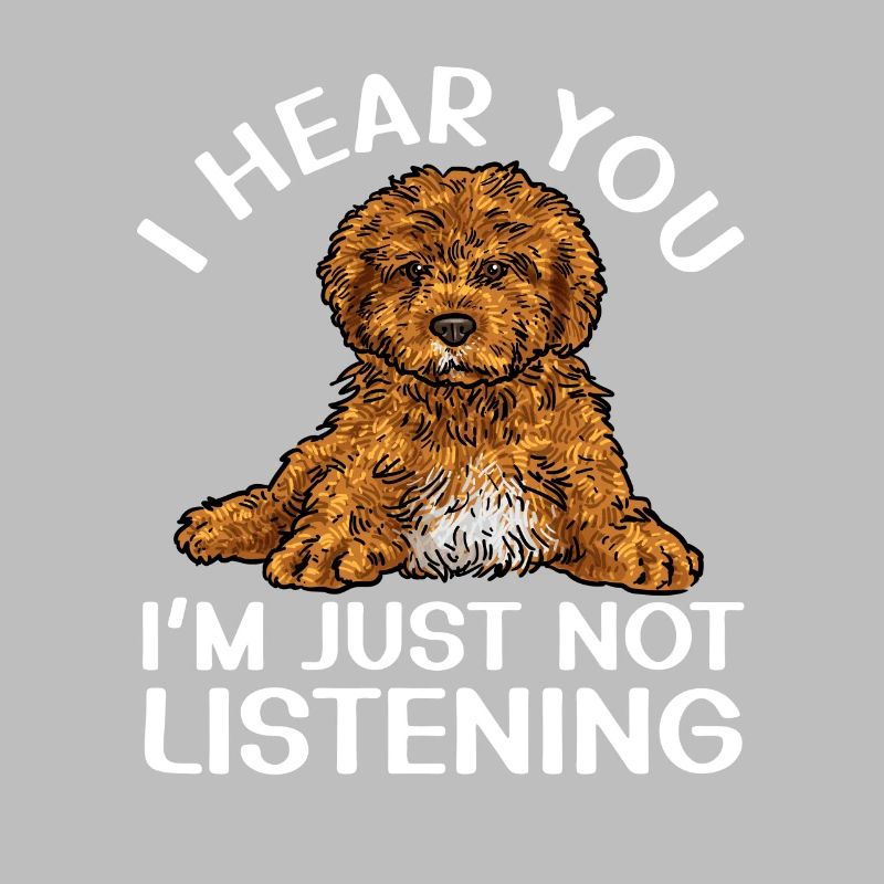 Cavapoo Cavoodle Capoodle Dog