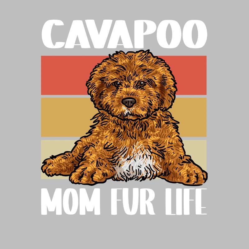 Cavapoo Cavoodle Capoodle Chien