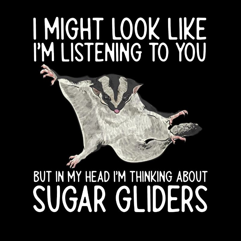 Kurzkopfgleitbeutler Sugar Glider