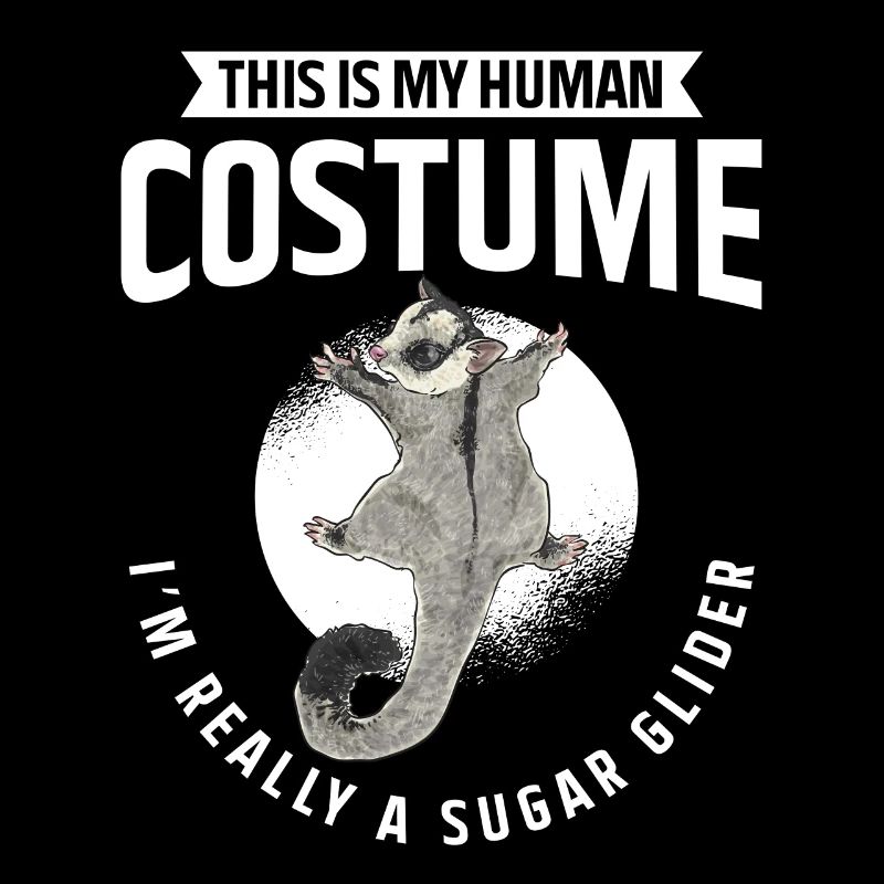 Kurzkopfgleitbeutler Sugar Glider