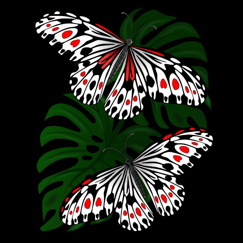 Papillon Noir Blanc Moth Papillon