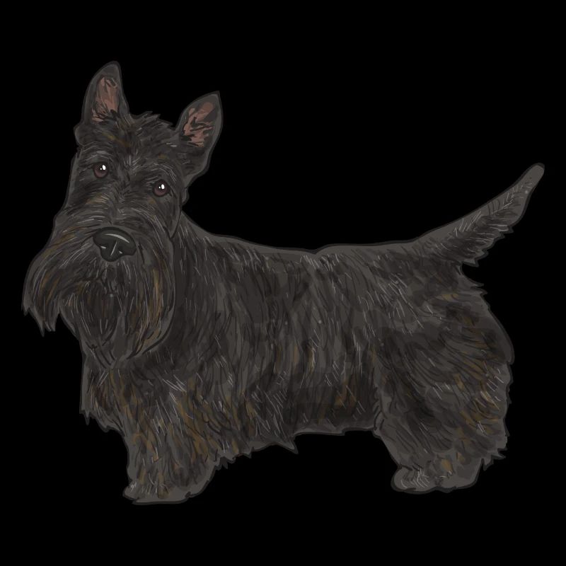 Scottish Terrier Scottie Hund