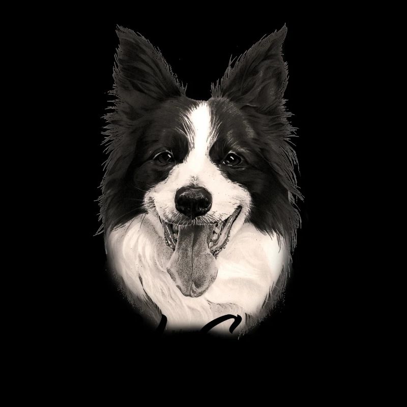 Border Collie chien