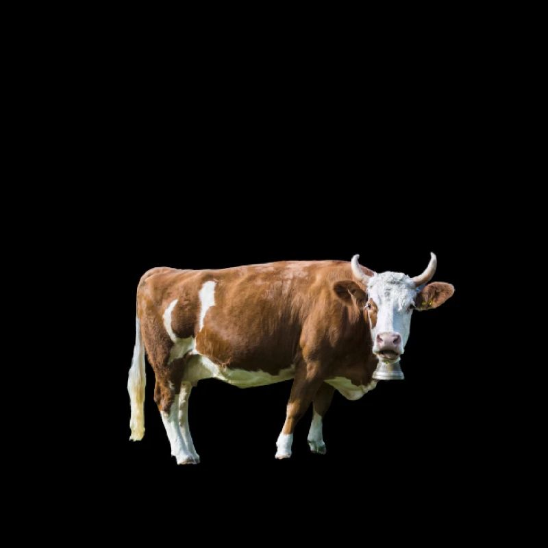 Cow gift children