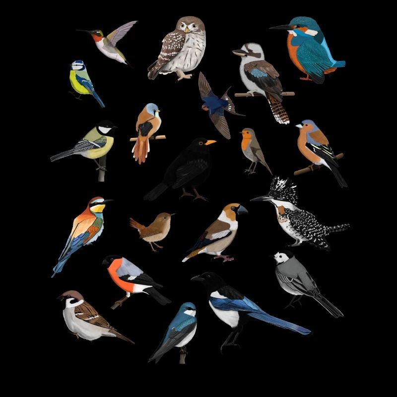 Oiseaux de jardin Oiseaux Oiseaux