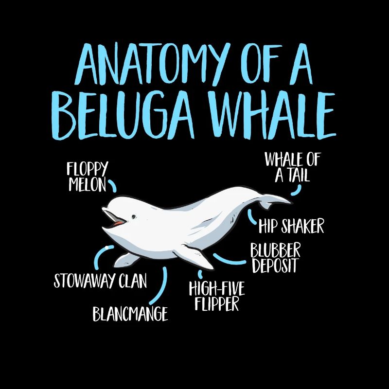 Weißwal Beluga Wal