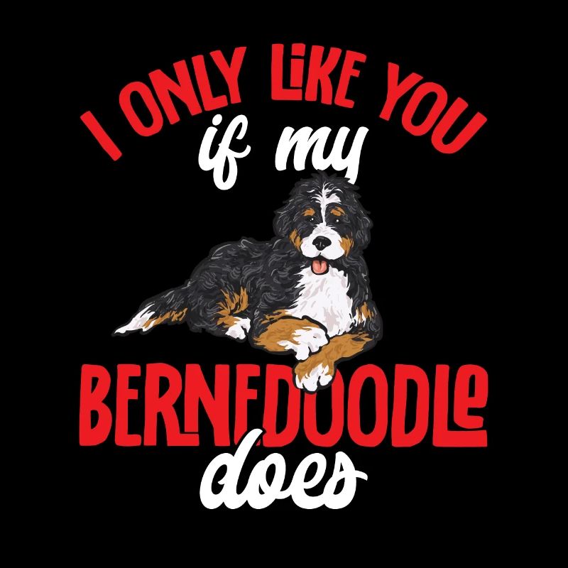 Bernedoodle Hund