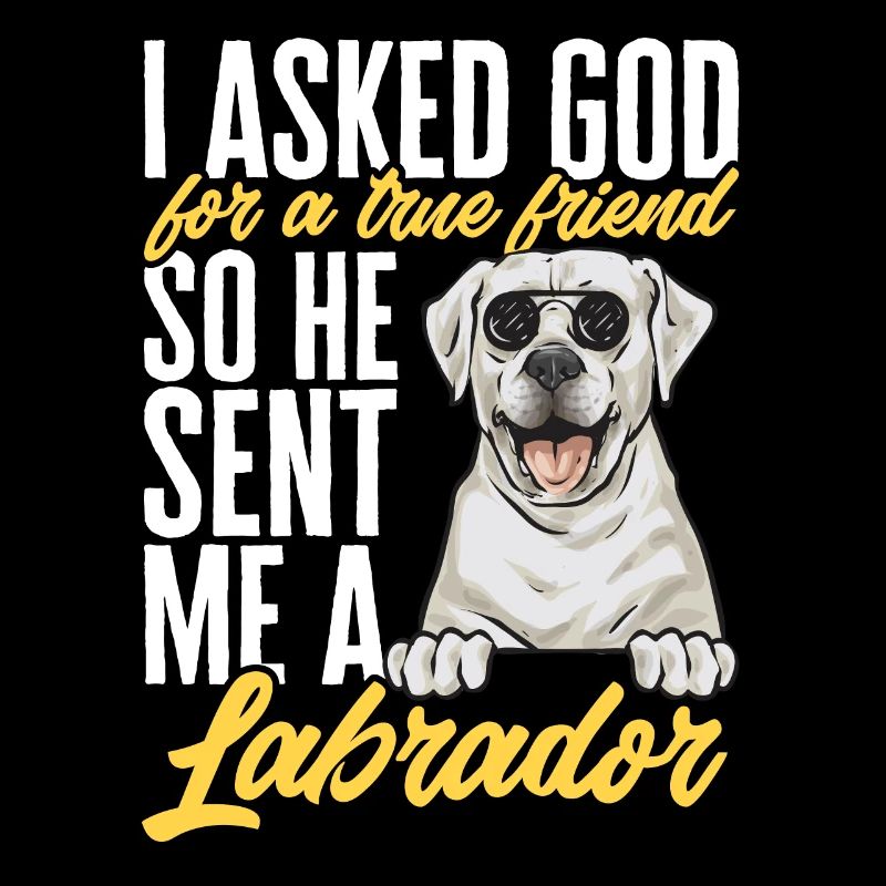Labrador Retriever blanc Labrador Labrador blanc