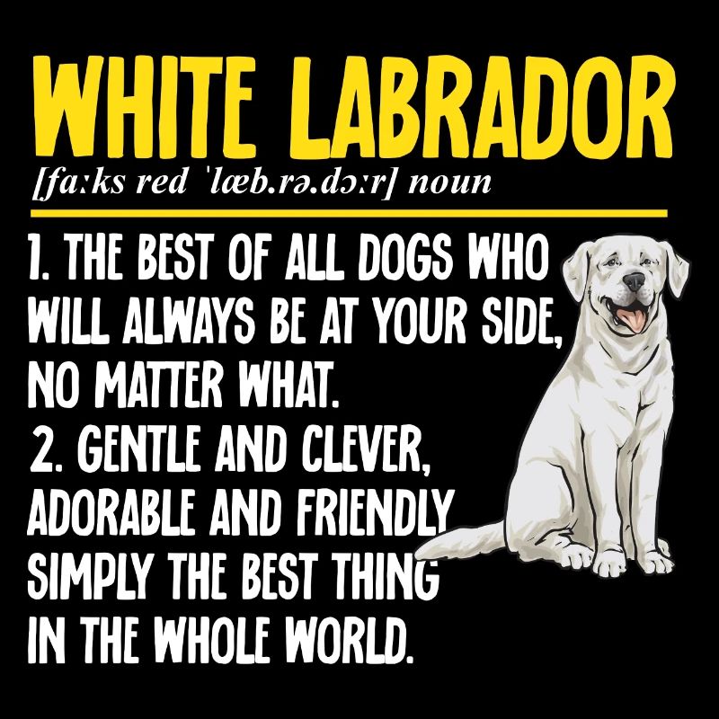 Labrador Retriever blanc Labrador Labrador blanc
