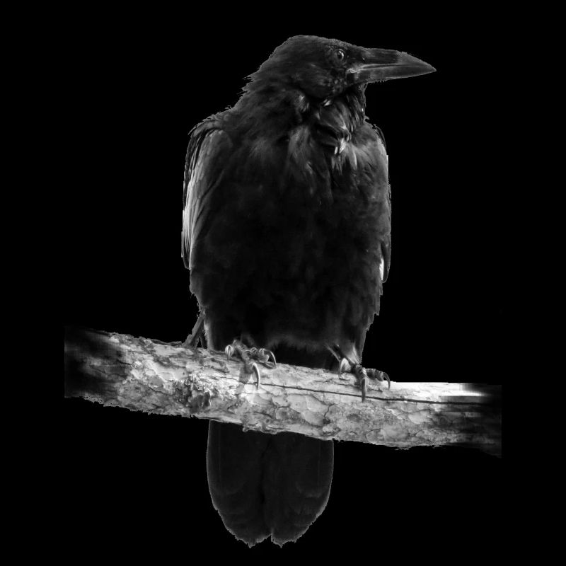 Krähe Crow