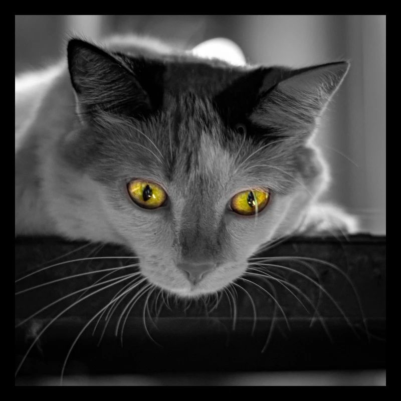 le chat