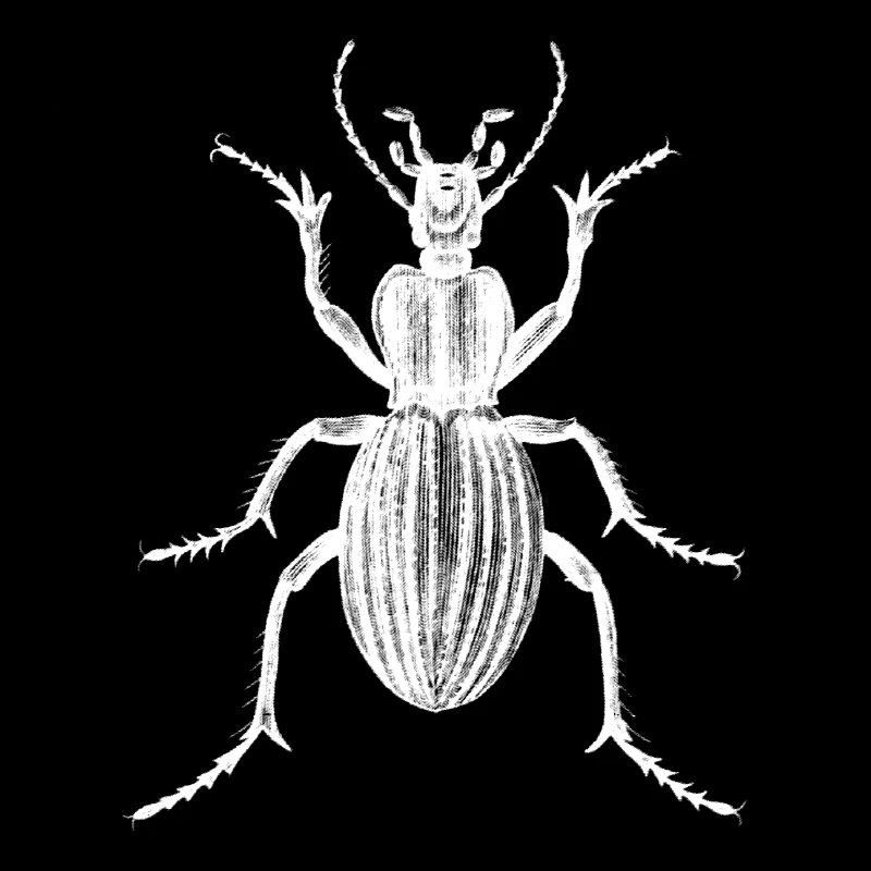Coléoptère australien
