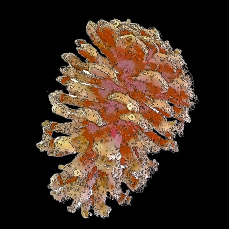 cones