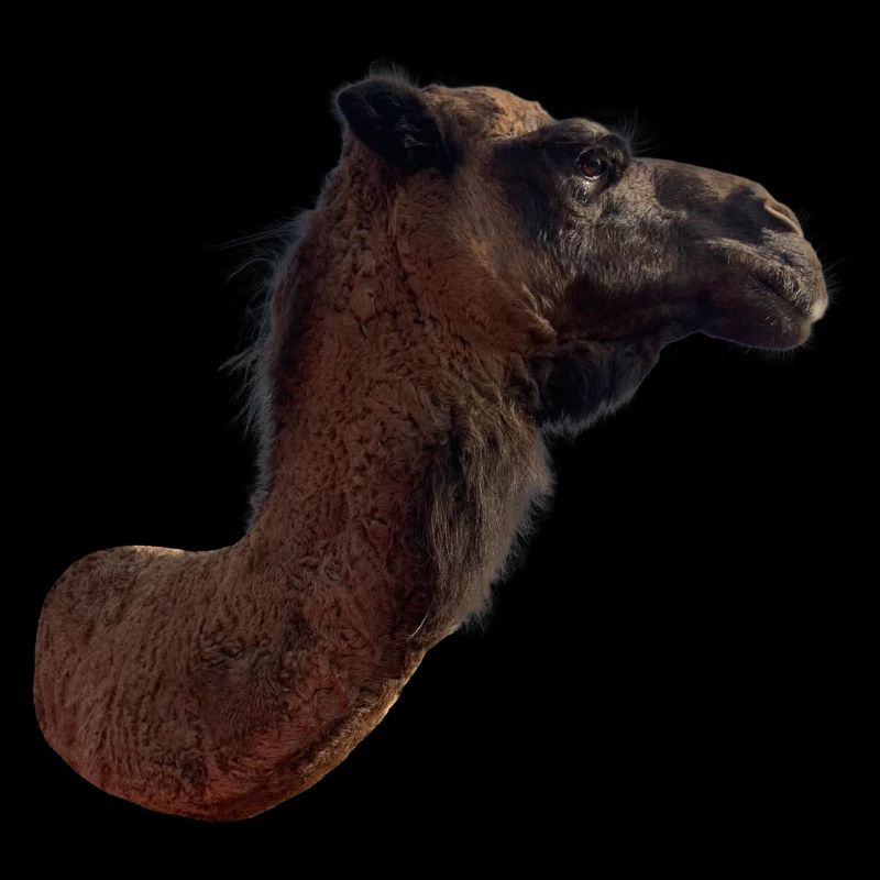 Kamel