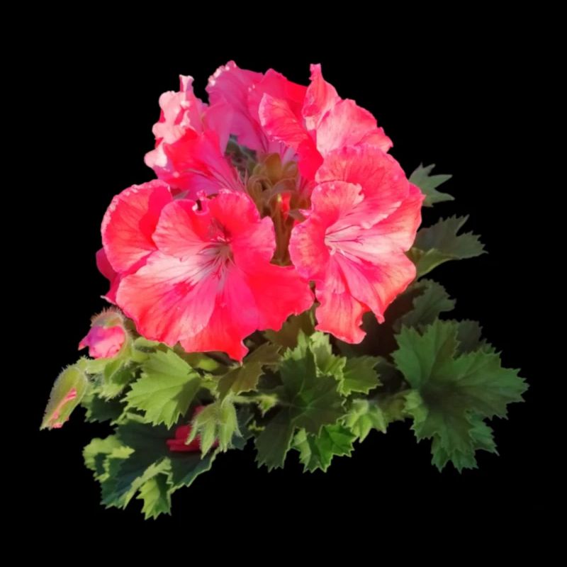 Pink red GERANIE