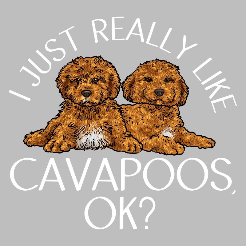 Cavapoo Cavoodle Capoodle Chien