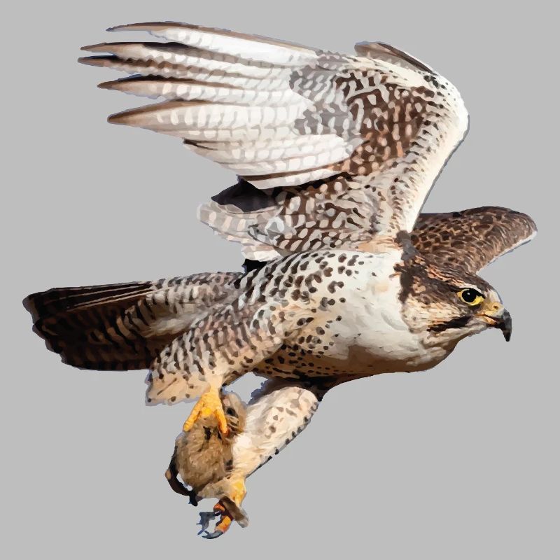 Heiliger Falke im Flug